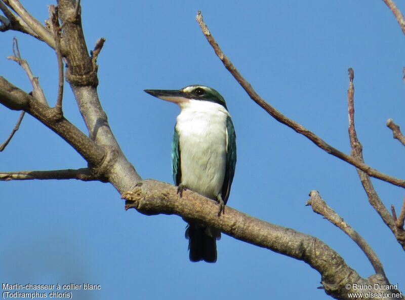 Collared Kingfisheradult, identification, Behaviour