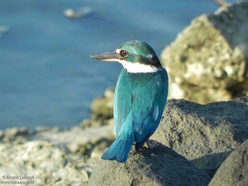 Collared Kingfisheradult, identification