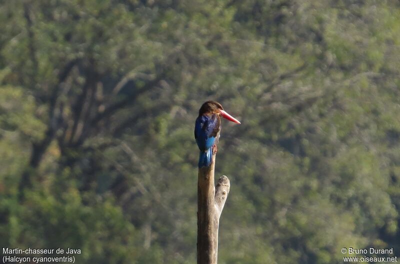 Javan Kingfisher, identification