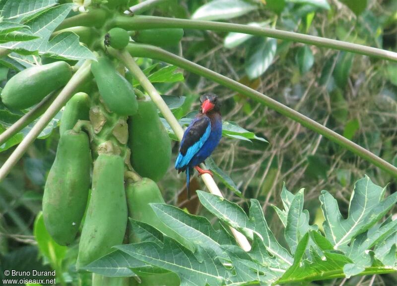 Javan Kingfisheradult, identification, Behaviour