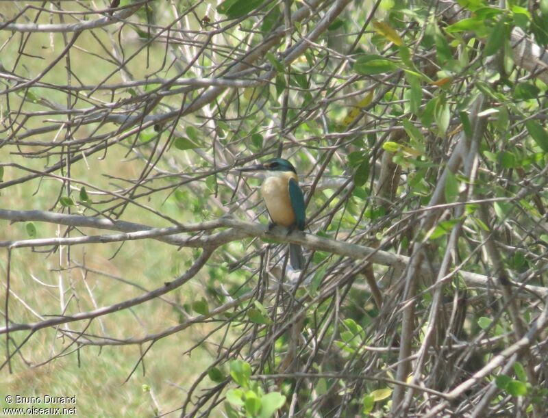 Sacred Kingfisheradult, identification, Behaviour