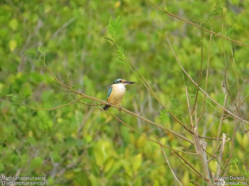 Sacred Kingfisher