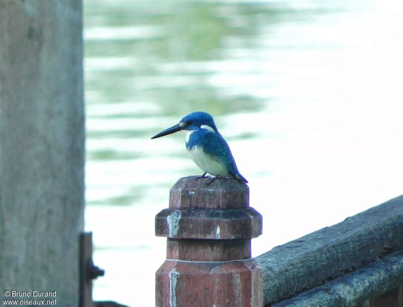 Cerulean Kingfisheradult, identification