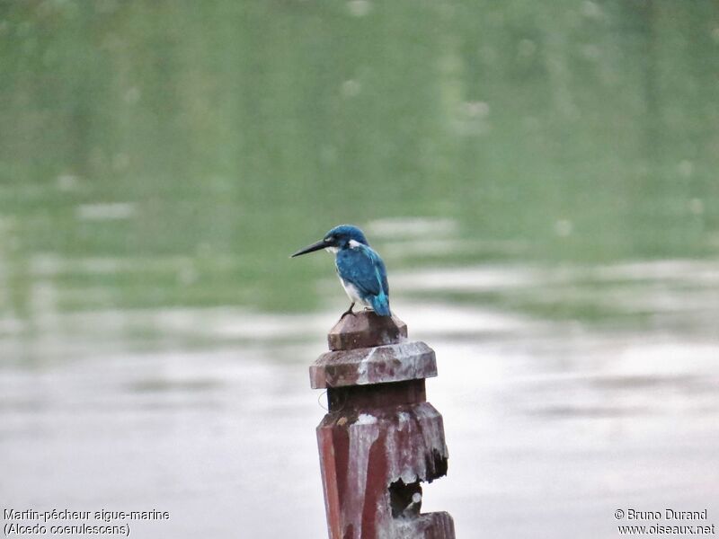 Cerulean Kingfisheradult, identification