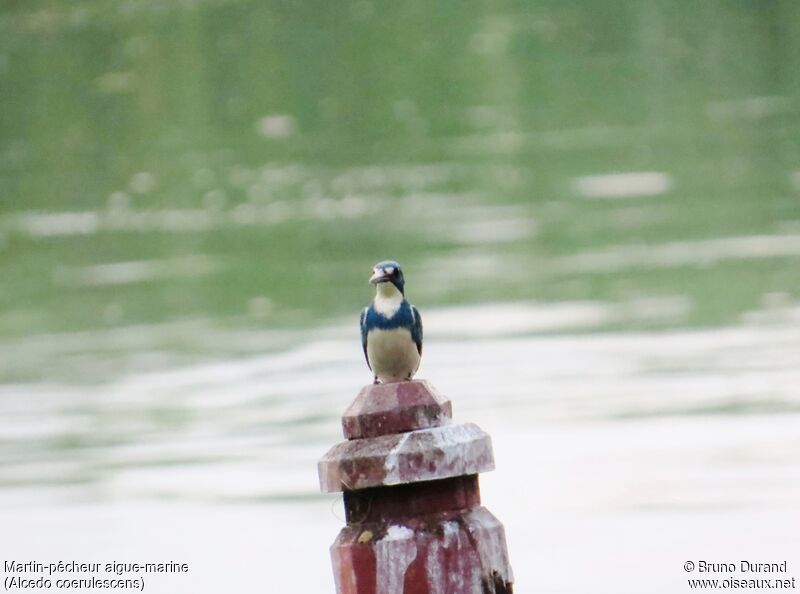 Cerulean Kingfisheradult, identification