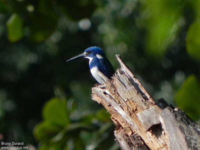 Cerulean Kingfisheradult