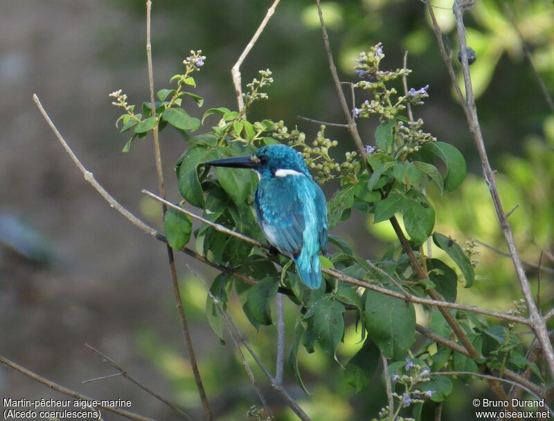 Cerulean Kingfisheradult, identification