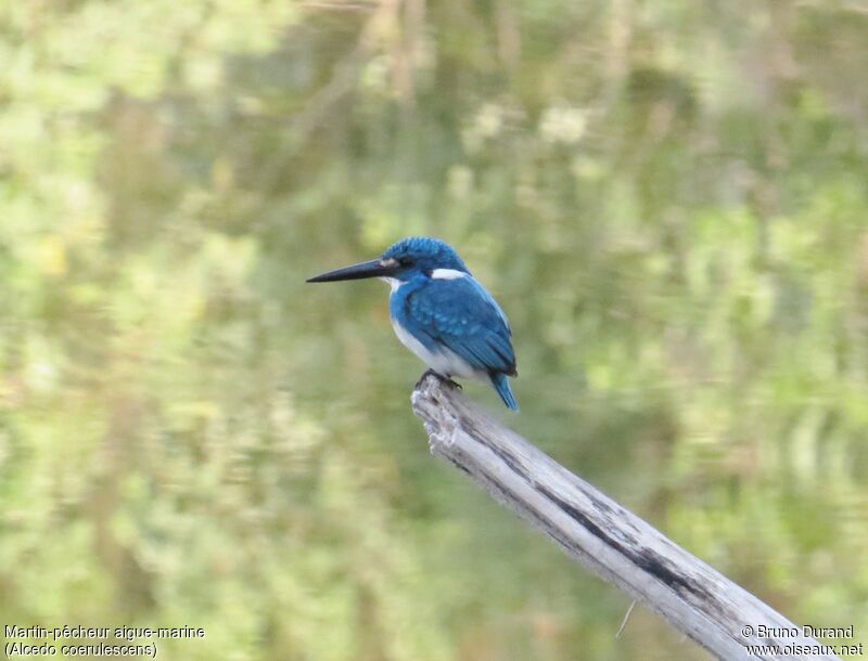 Cerulean Kingfisher, identification