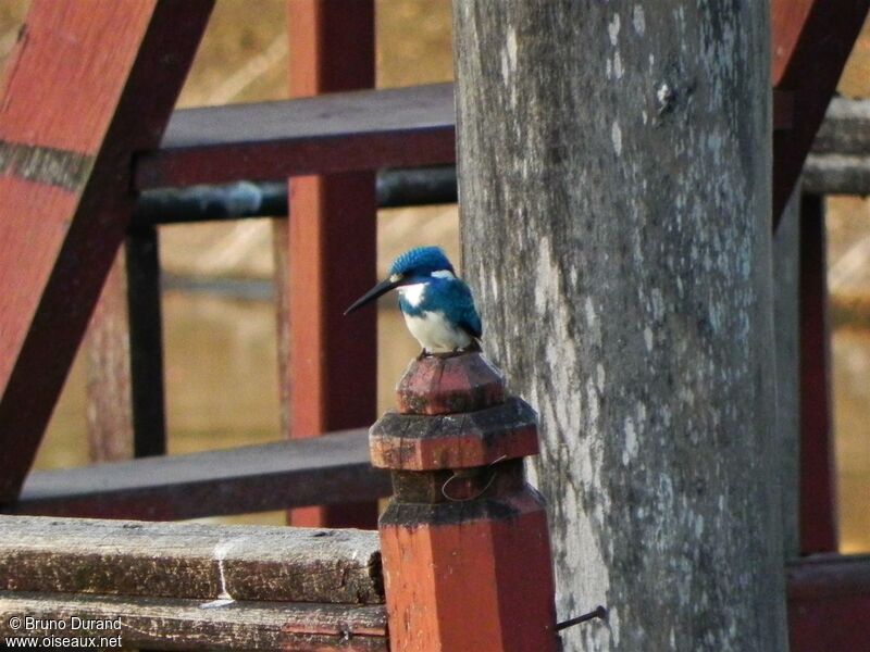 Cerulean Kingfisher