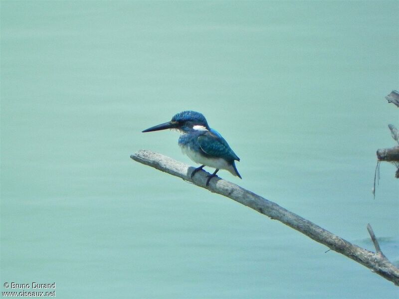 Cerulean Kingfisheradult