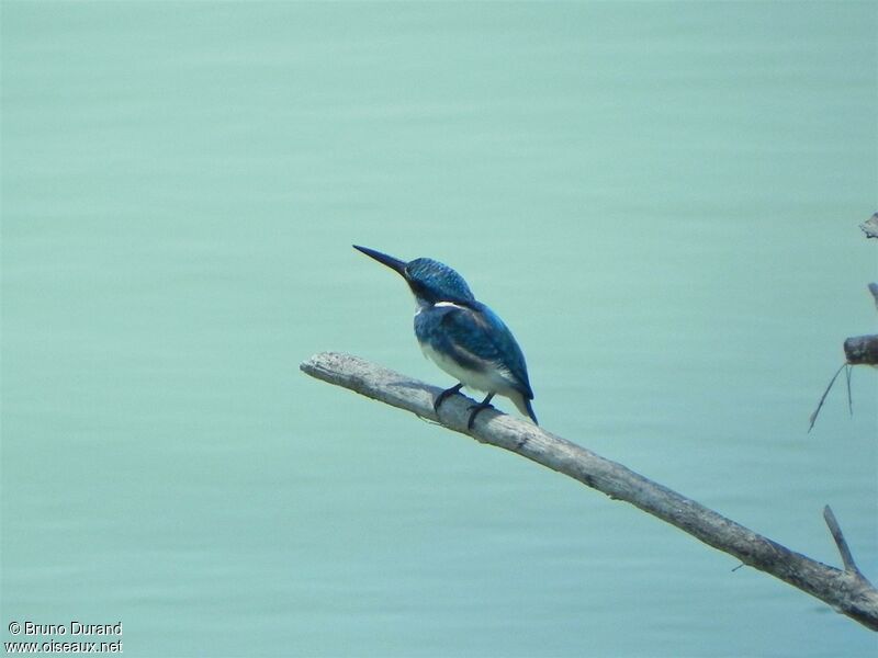 Cerulean Kingfisheradult