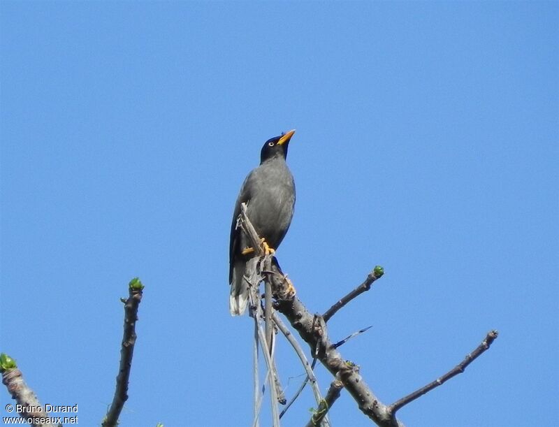 Javan Myna, identification