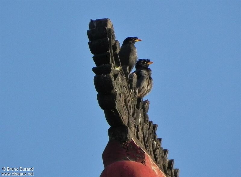 Javan Myna, Behaviour