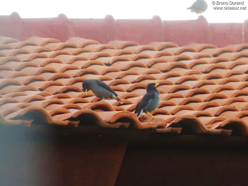 Javan Myna, identification, Behaviour