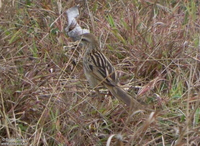 Mégalure des maraisadulte, identification