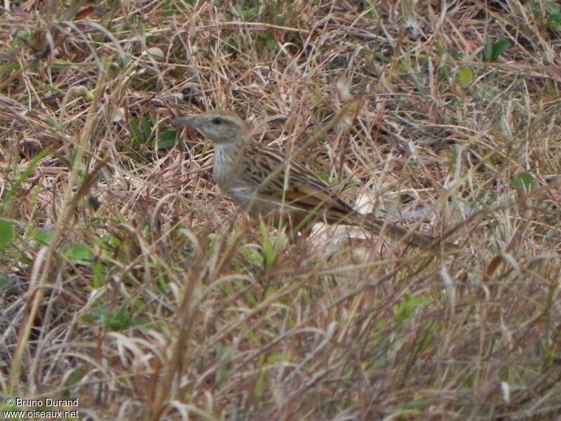 Mégalure des maraisadulte, identification