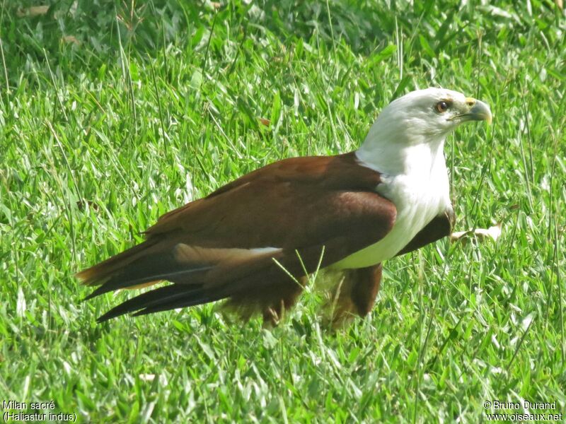 Brahminy Kiteadult, identification