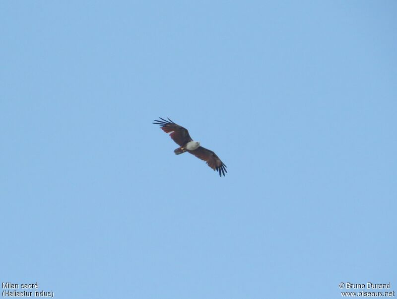 Brahminy Kite adult, Flight