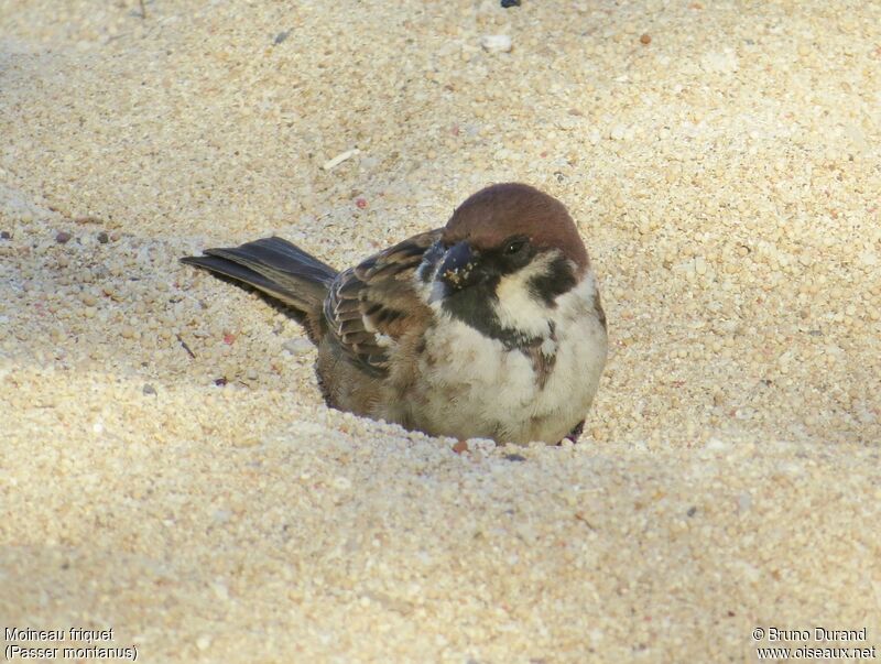 Moineau friquetadulte, identification, Comportement