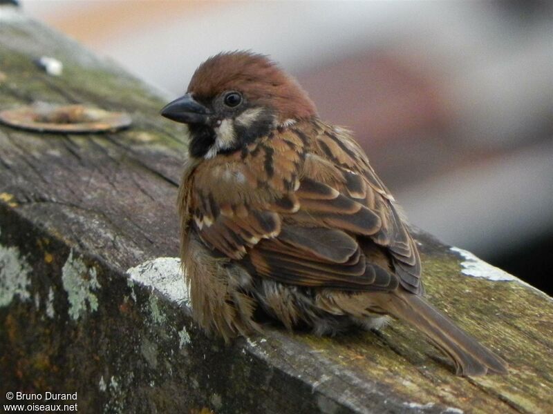 Moineau friquetadulte