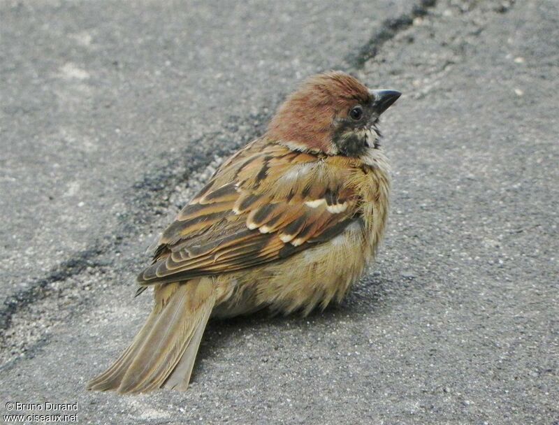 Moineau friquetadulte, identification