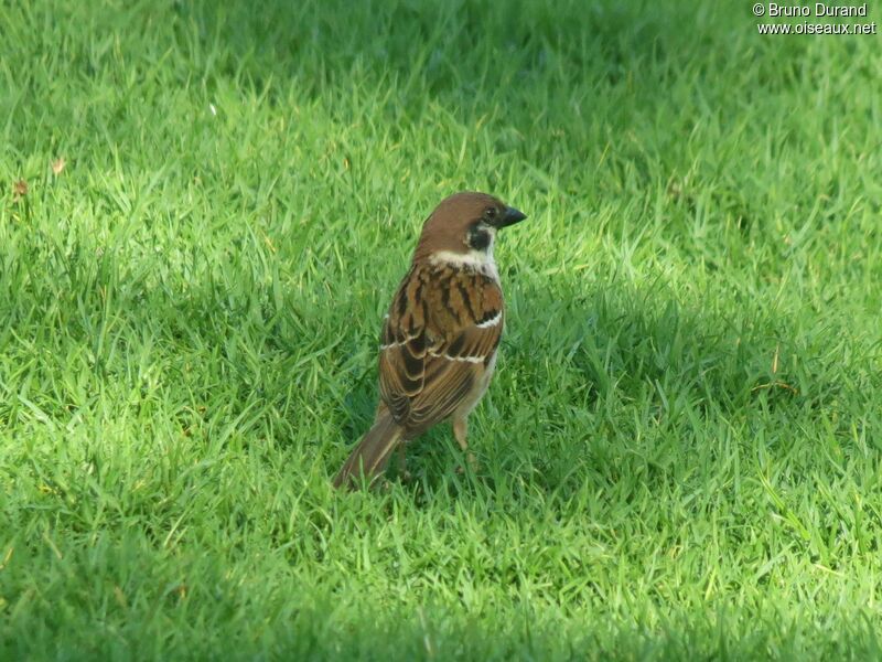 Moineau friquetadulte, identification, Comportement