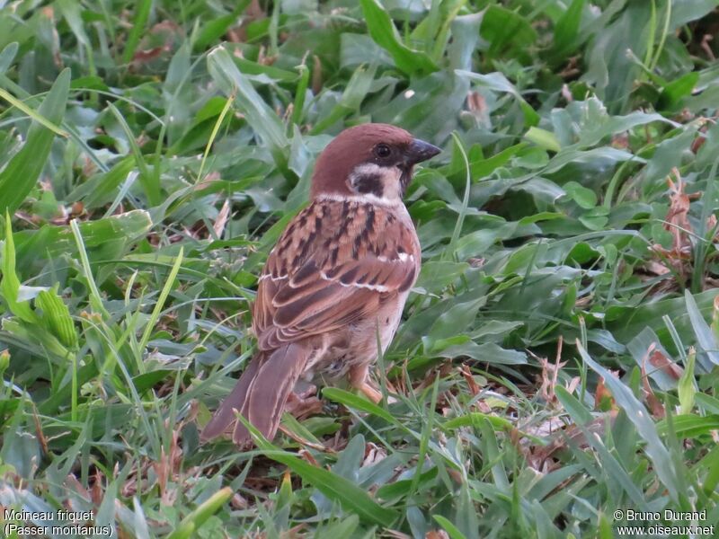 Moineau friquetadulte, identification