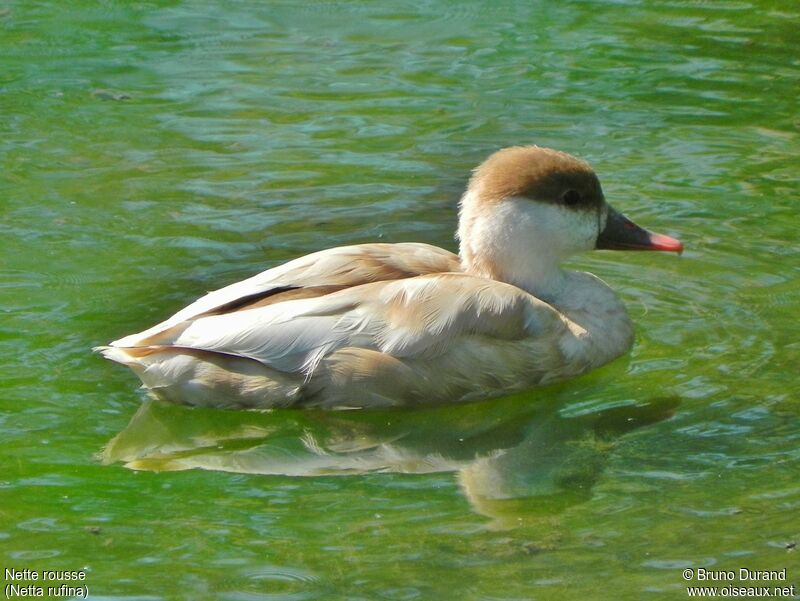 Nette rousse femelle adulte, identification