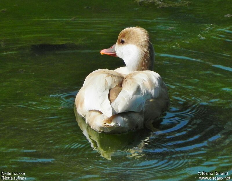 Red-crested Pochard female adult, identification