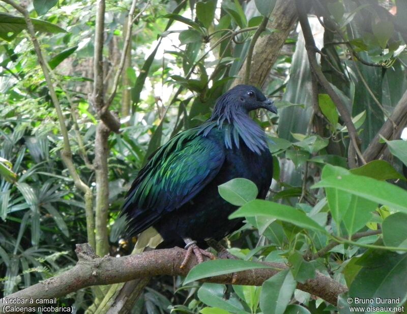 Nicobar Pigeonadult, identification