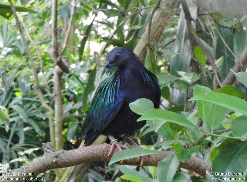 Nicobar Pigeonadult, identification