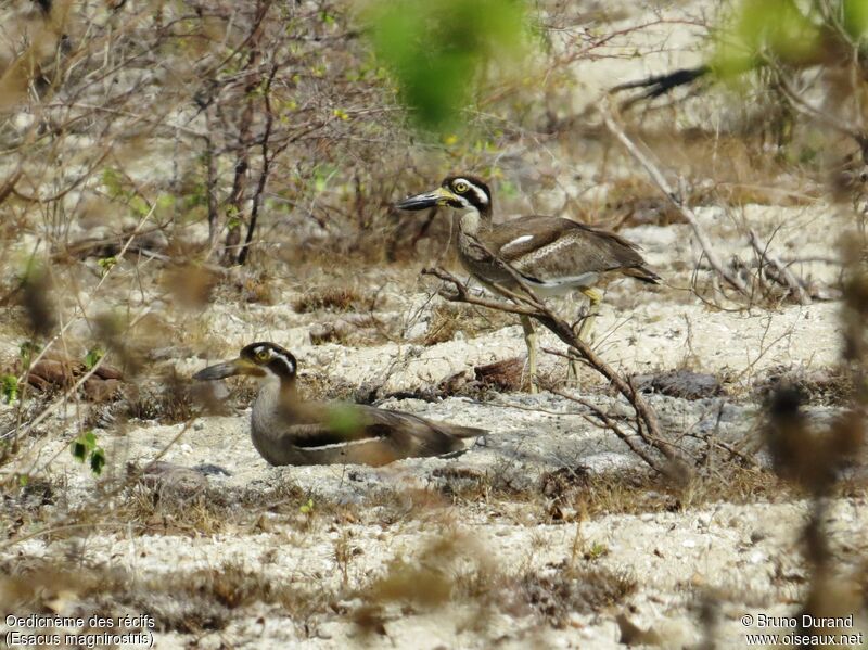 Beach Stone-curlew , identification, Behaviour