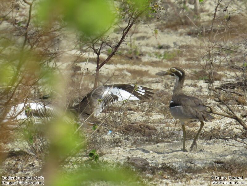 Beach Stone-curlew , Behaviour