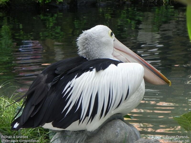 Pélican à lunettesadulte, identification, Comportement