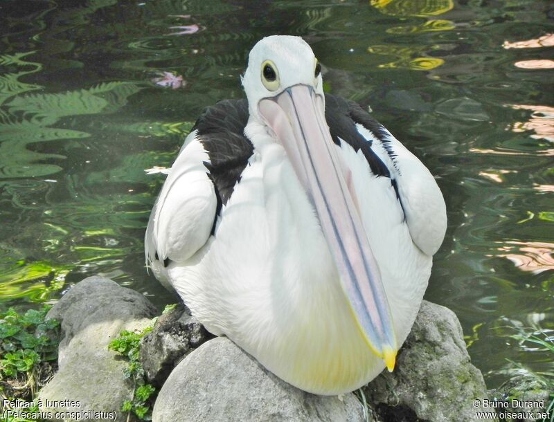 Australian Pelicanadult, identification, Behaviour