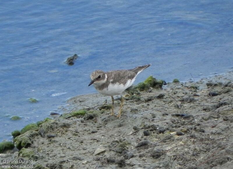 Little Ringed Ploverjuvenile, identification