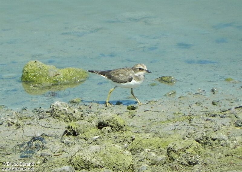 Little Ringed Ploverjuvenile