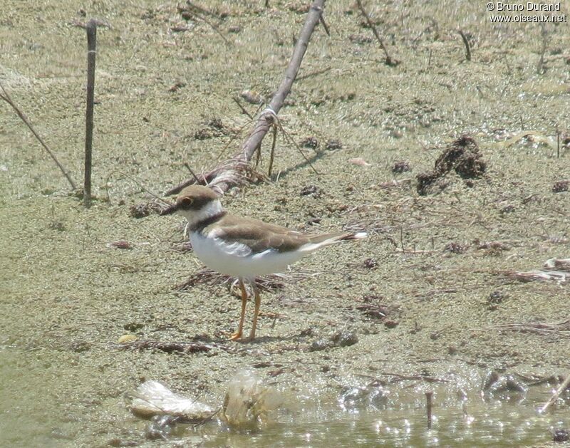 Petit Gravelotadulte, identification, Comportement