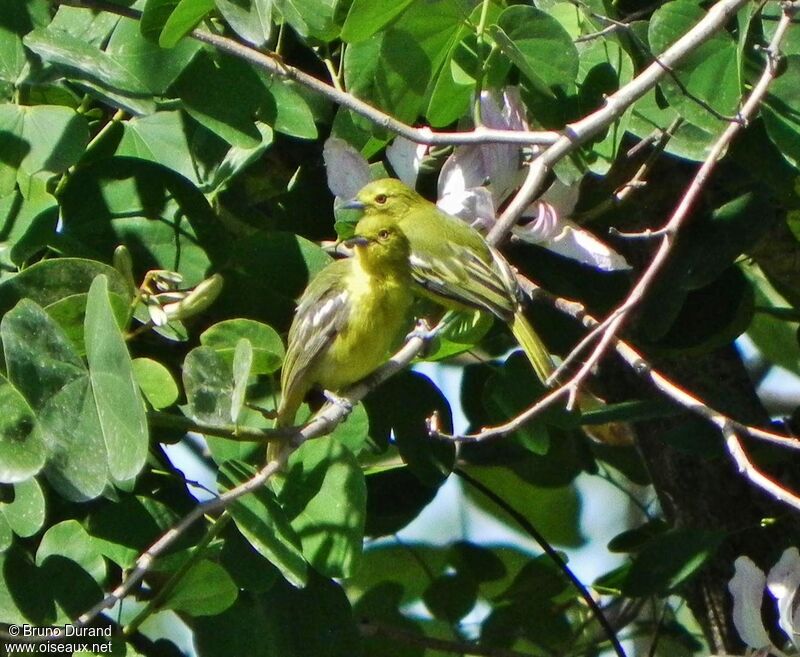 Petit Ioraadulte, identification, Comportement