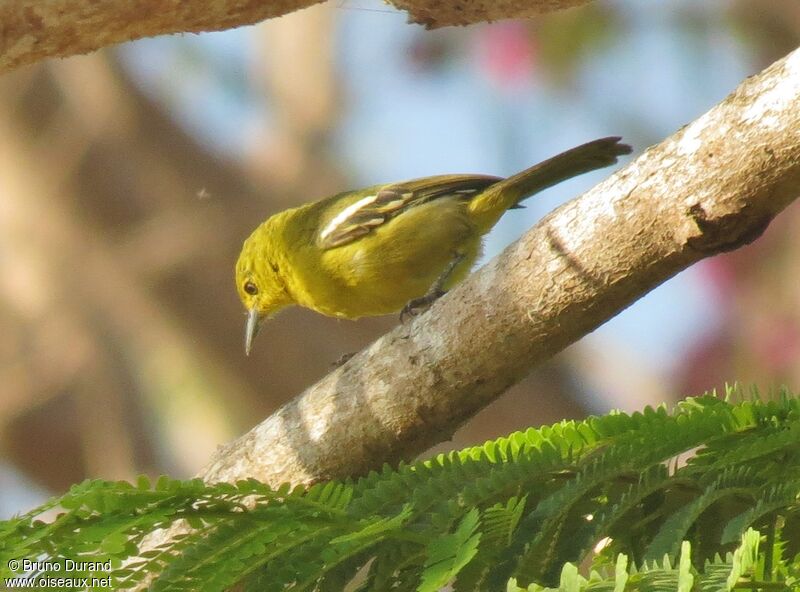 Common Iora, identification, Behaviour