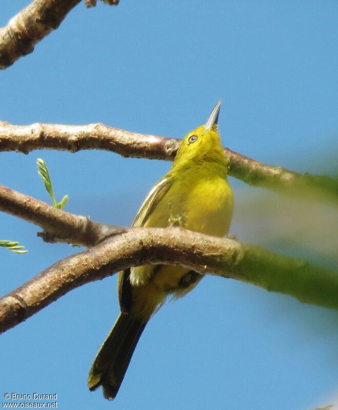 Petit Iora, identification, Comportement