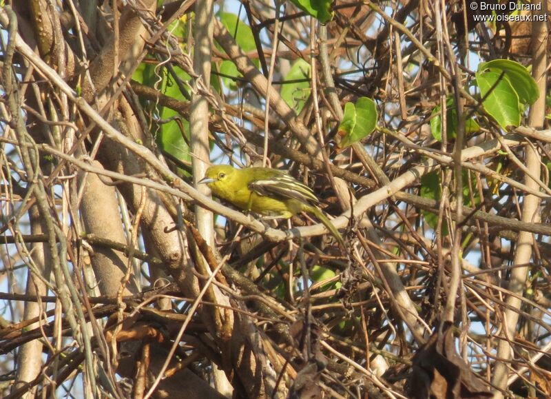 Petit Iora, identification, Comportement