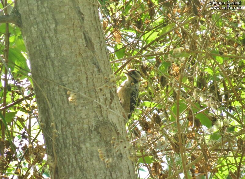 Freckle-breasted Woodpecker female, identification, Behaviour