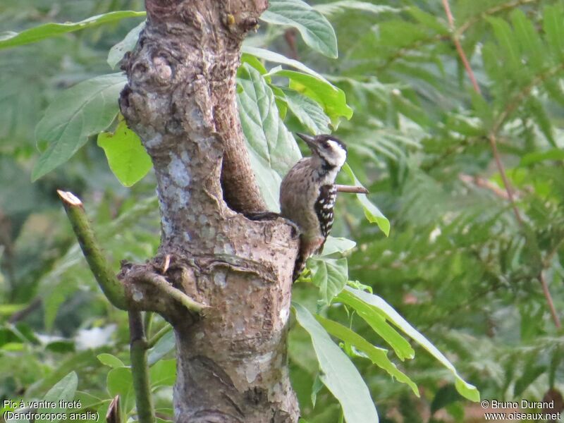 Freckle-breasted Woodpecker female adult, identification, Behaviour