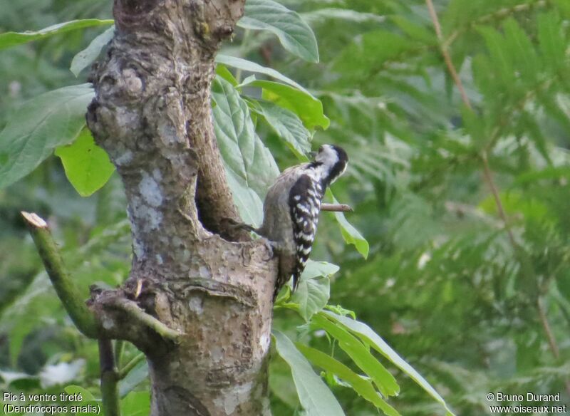 Freckle-breasted Woodpecker female adult, identification, Behaviour