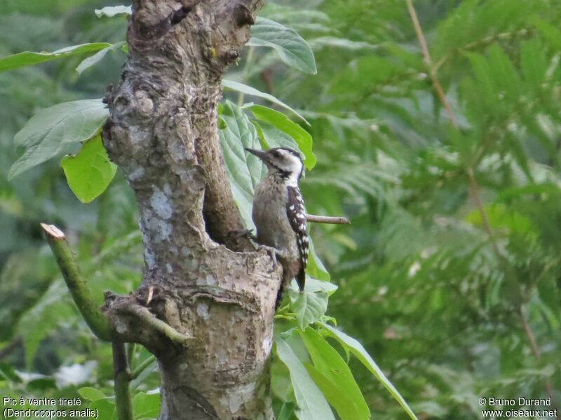 Freckle-breasted Woodpecker female adult, identification, Behaviour