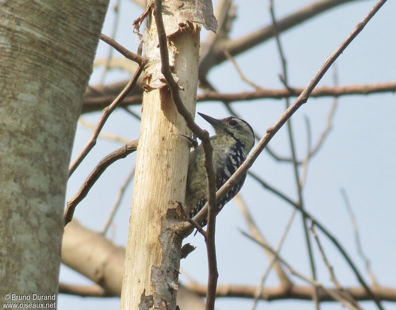 Freckle-breasted Woodpecker female adult, identification, feeding habits, Behaviour