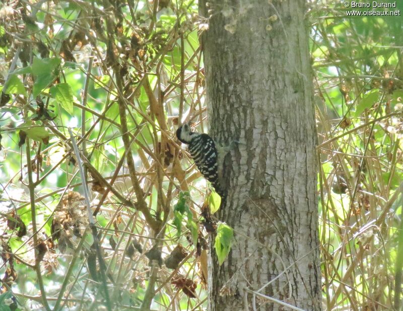 Freckle-breasted Woodpecker female, identification, Behaviour