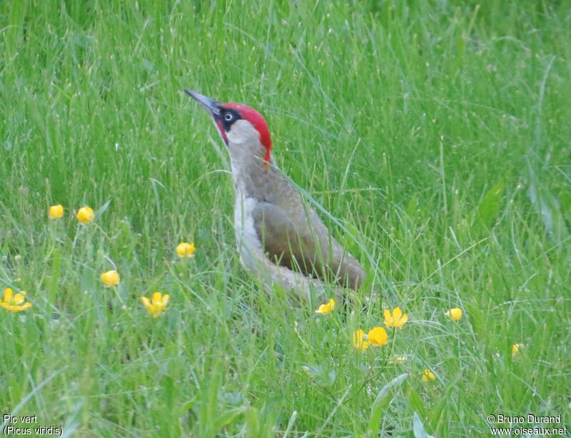 Pic vert mâle adulte, identification, Comportement