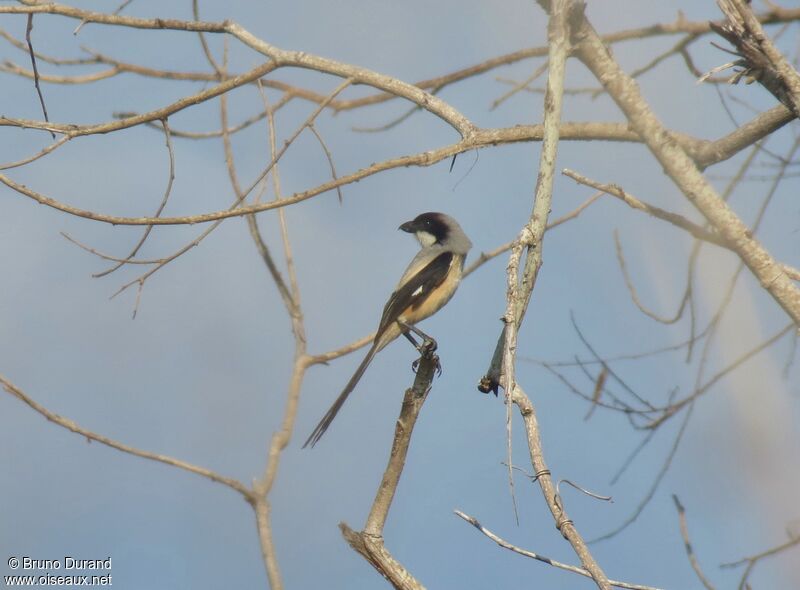 Long-tailed Shrike male adult, identification, Behaviour